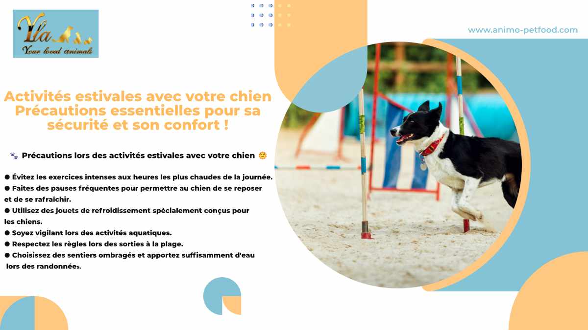 coup-de-chaleur-chez-les-chiens-precautions-lors-des-activites-estivales